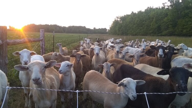 The Pasturage LLC is a sheep farm in Montague.