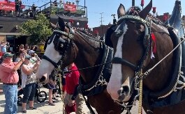 Small-Clydesdale2