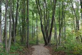 Bysterveld County Park includes trails forwalking, running, or cross-country skiing; a picnic shelter; playground; catch-and-release fishing pond; a grass picnic and recreation area; restroom facility; and paved parking.