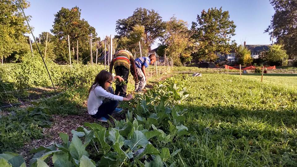 City Commons CSA