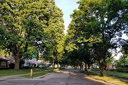 Dearborn-trees