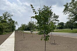 This young sapling recently planted in Sterling Heights could reach great heights come 2040.
