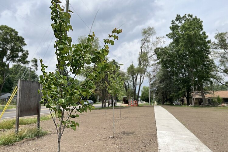 New sidewalk installed and trees planted along a stretch of Maple Lane Drive.