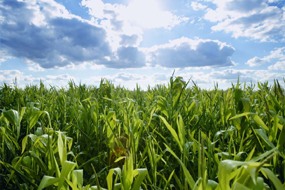 Agriculture is a huge pat of Michigan's economy. 