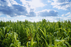 Agriculture thumb