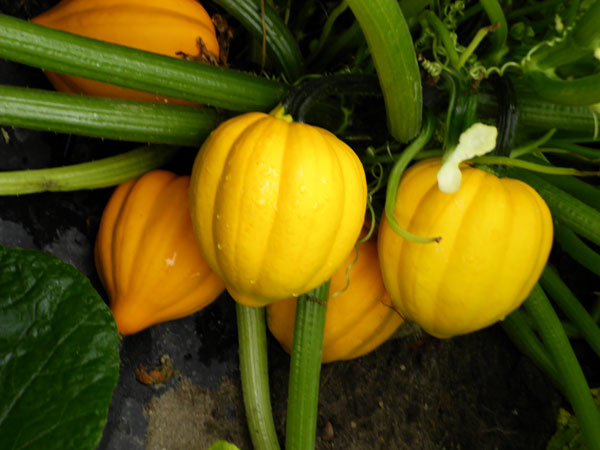 A bright yellow squash that was grown right here in Michigan.