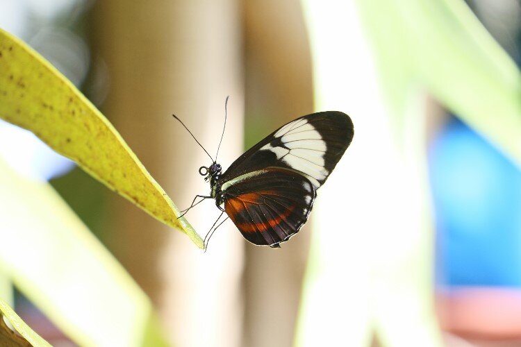 Butterflies from our four continents are featured.