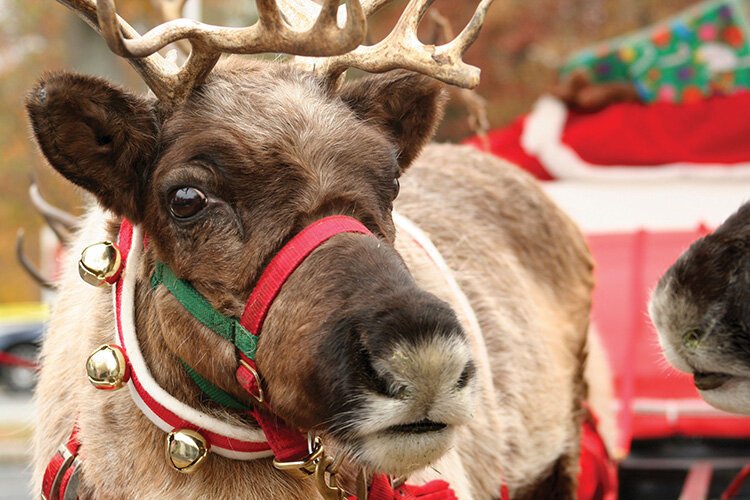 This December, take a wintry stroll through Dow Gardens or shop downtown, relaxing with cocoa and carriage rides.