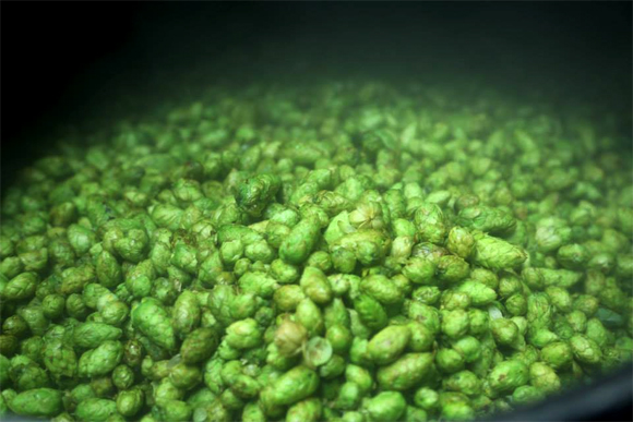 A sample of the hops used by Short's. 