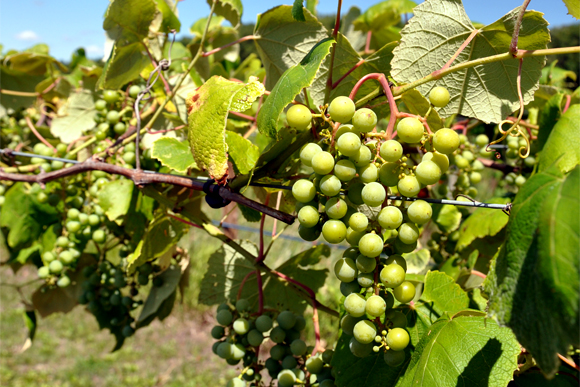 Vineyards have helped keep the area economy flowing. 