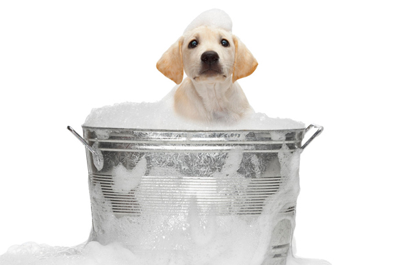 Splish, splash, a dog is taking a bath. 