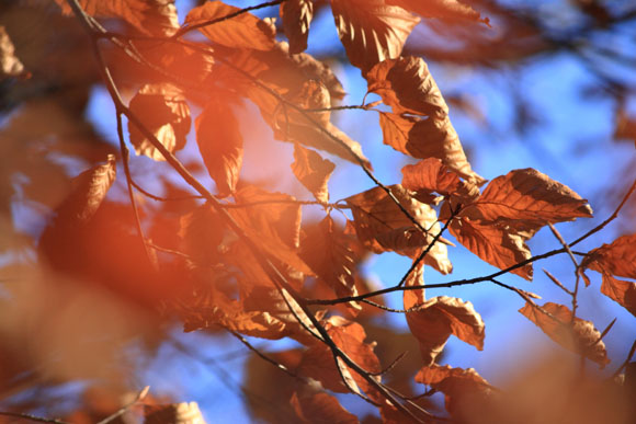 Fall foliage is a highlight of northern Michigan.