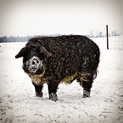 A Mangalitsa Hog at Bakers Green Acres