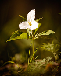 Trillium