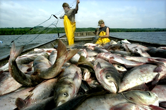 Asian carp are an invasive species. 