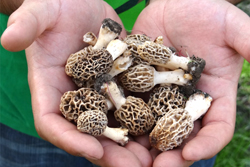 Morels thumb