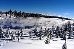 Snow and Winter thumb