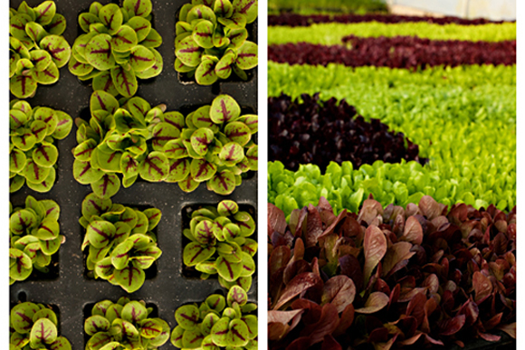 Werp Farms -- year-round growing in indoor facilities. / Beth Price