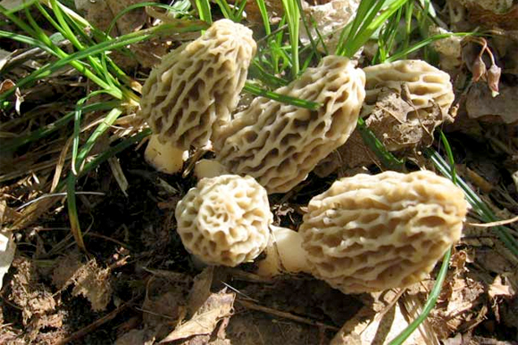 Morel mushrooms -- such a tasty sight to see!