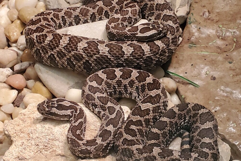 Michigan's only venomous snake: The eastern massasauga rattlesnake.