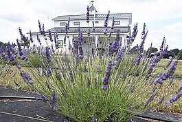 elderberryfarmview