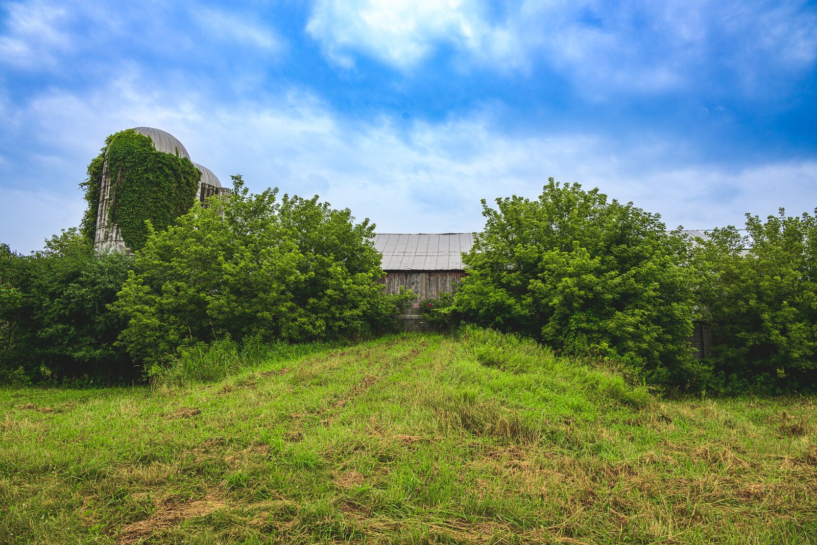 Kristen Muehlhauser of Raindance Organic Farm's farmland in Northfield Township.