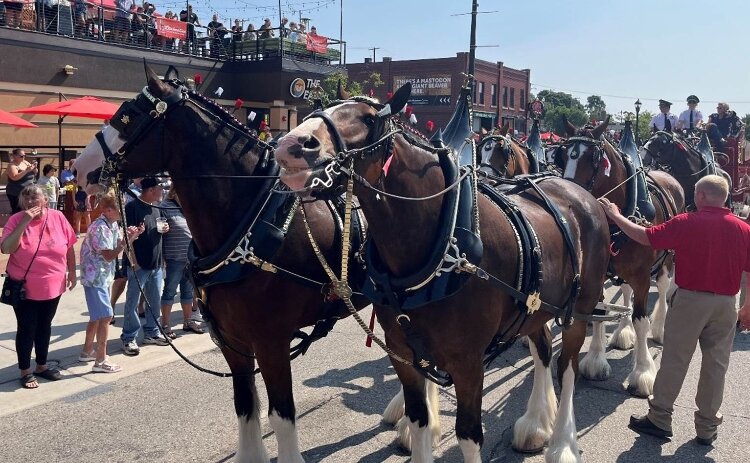 Tyler Sales Company celebrates 90 years in business with a Muskegon parade featuring Budweiser Clydesdales.