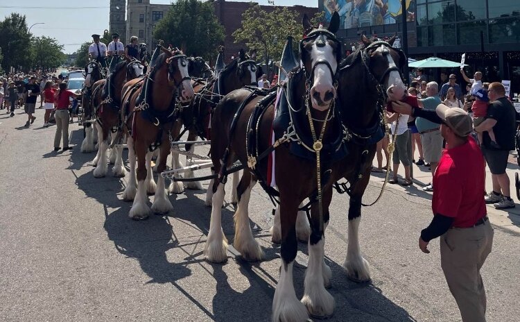 The famous Budweiser Clydesdales were featured in a Muskegon parade.