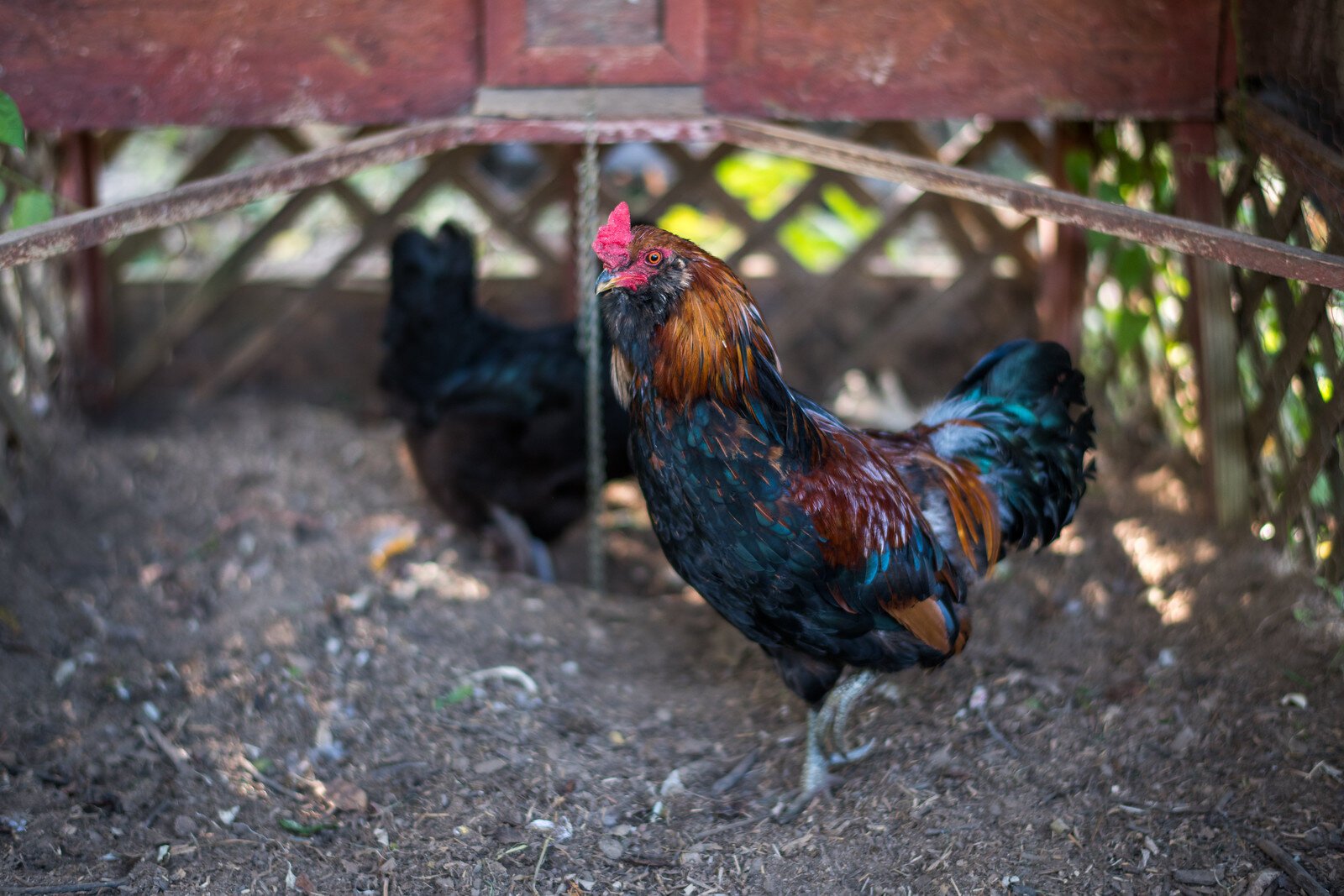 A couple of hens at Solfed Farm