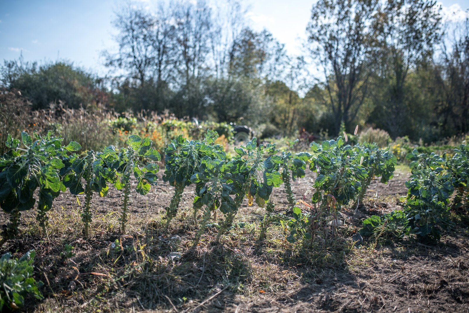 Scenes from Solfed Farms