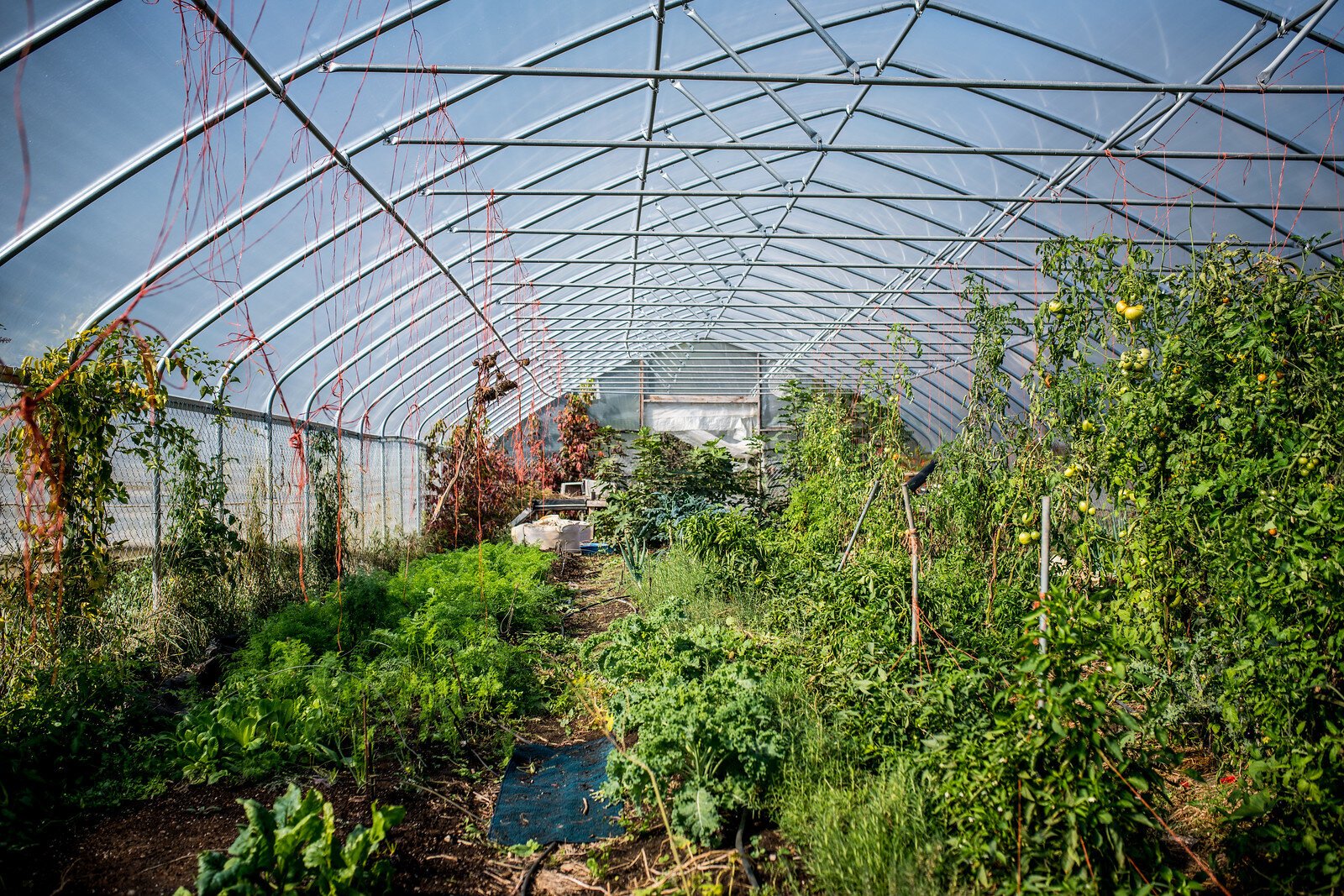 A greenhouse at Solfed Farms