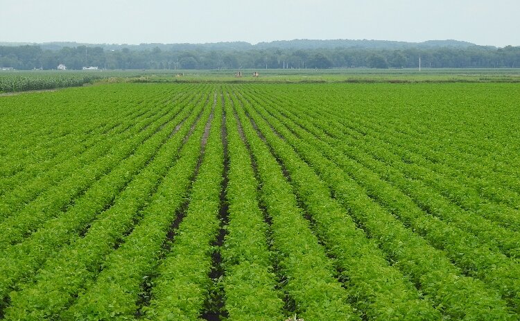 Michigan is the second most diverse agricultural state in the country.