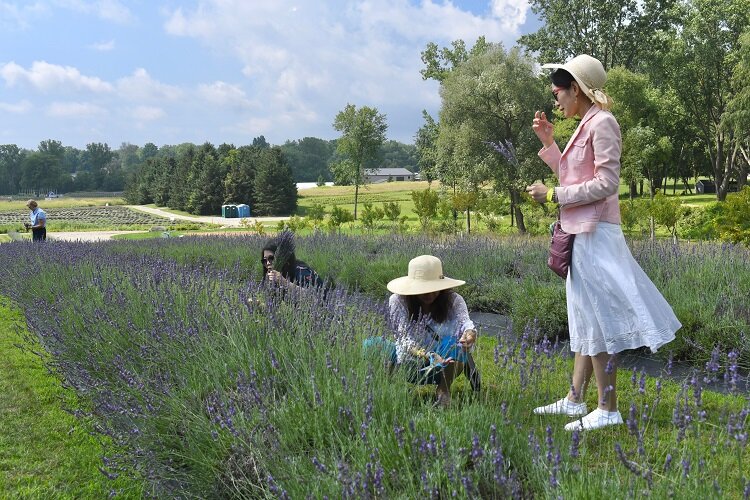 Indigo farm