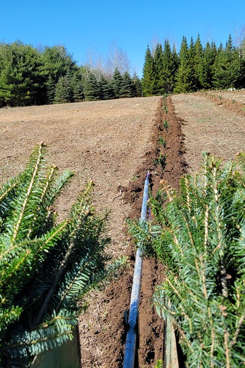 Family Tradition Tree Farm, formerly Tollander Tree Farm, is located at 5680 Griswold Rd. in Kimball, Michigan.