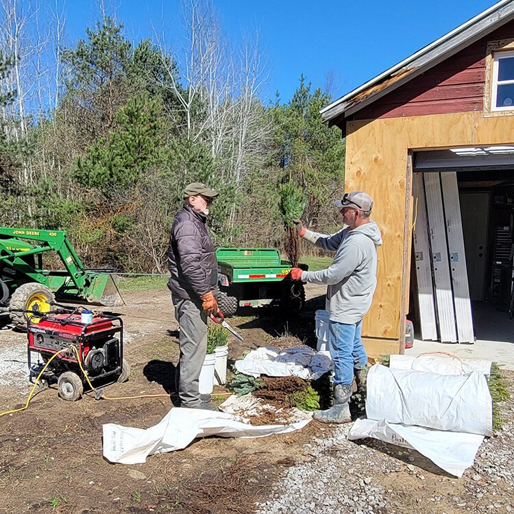 Cousins Wayne Tollander (left) and Todd Postill examine tree seedlings.