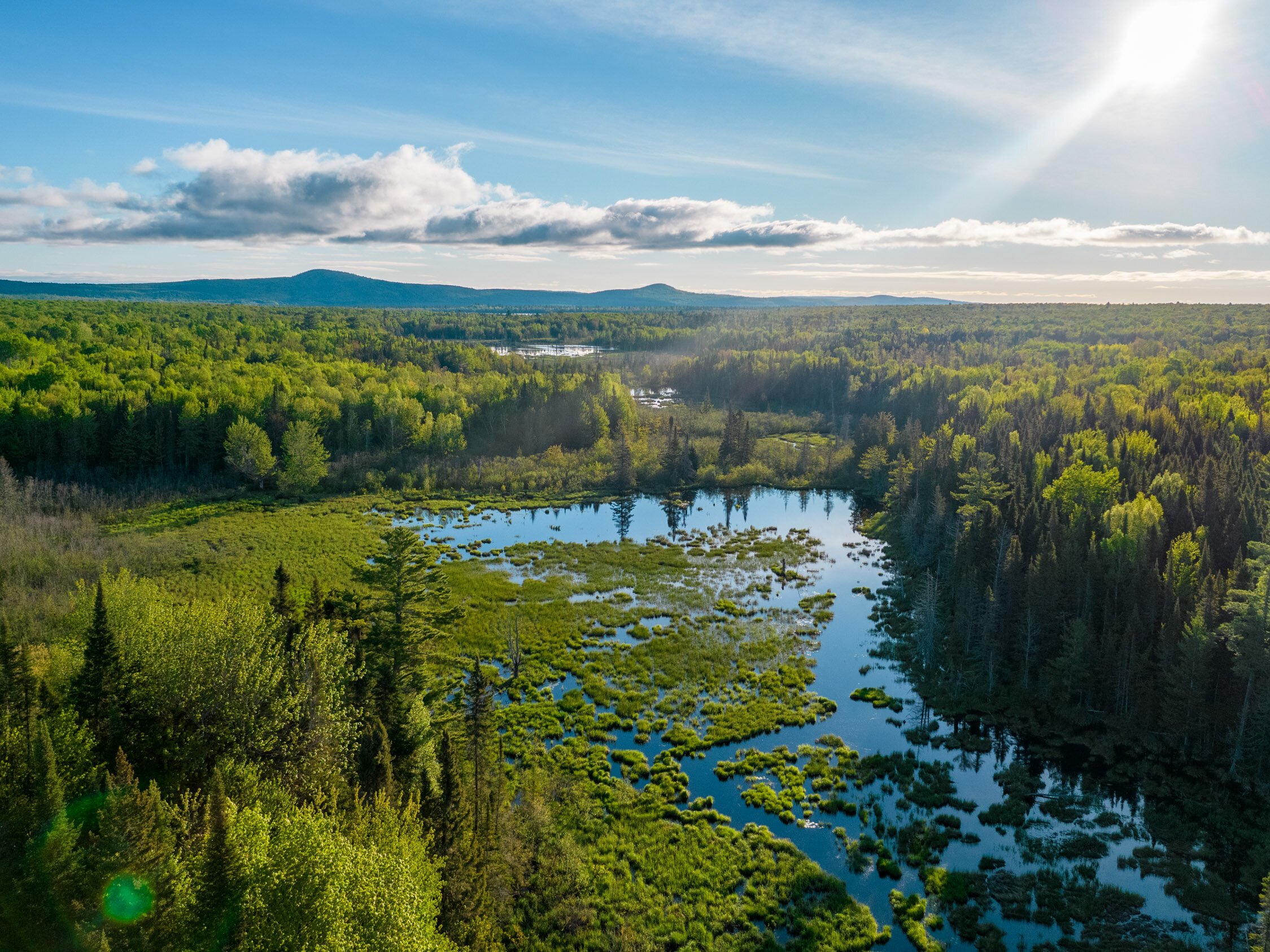 wetlands