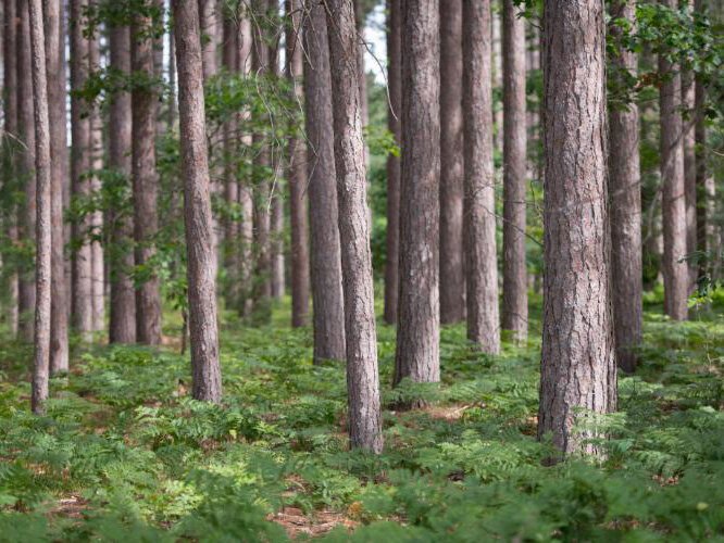 Michigan DNR