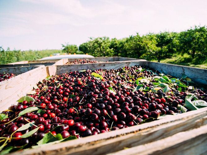 harvestingcherries