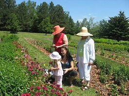 Omena Cut Flowers grows 40 varieties of annuals and perennials.