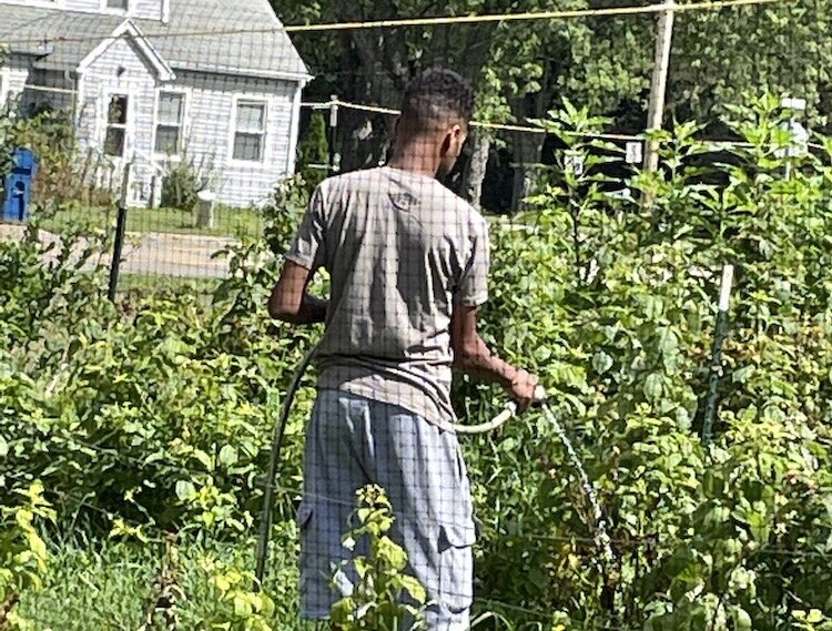 A volunteer working at Sunnyside Community Garden.