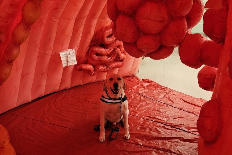 Archer, a therapy dog, inside Seymour the Colon.