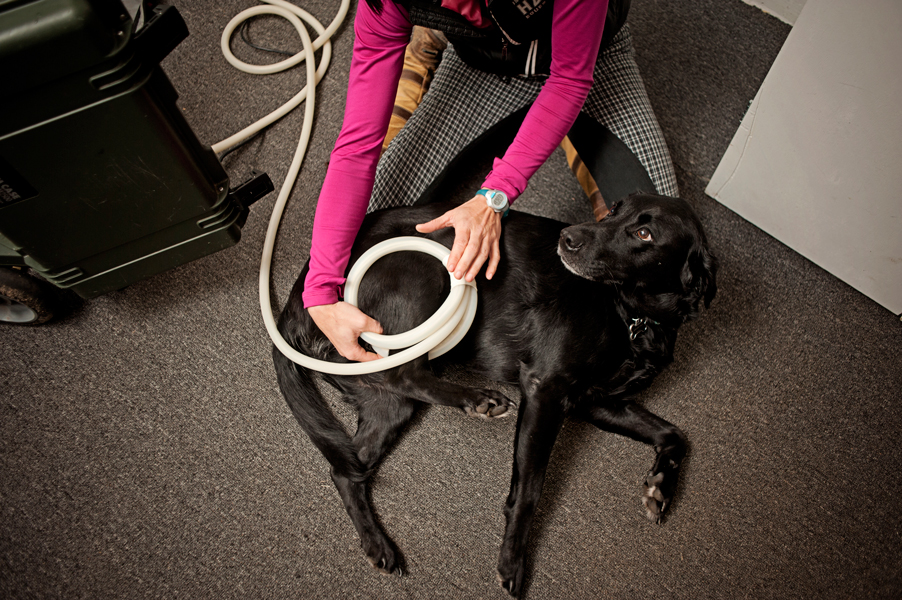 Erin McElmurry of Every Stride Dressage in Vicksburg uses PEMF Therapy to help humans and animals with chronic pain and tissue repair.