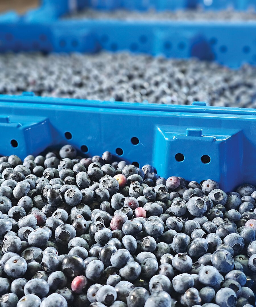 Mitchell’s blueberries being processed