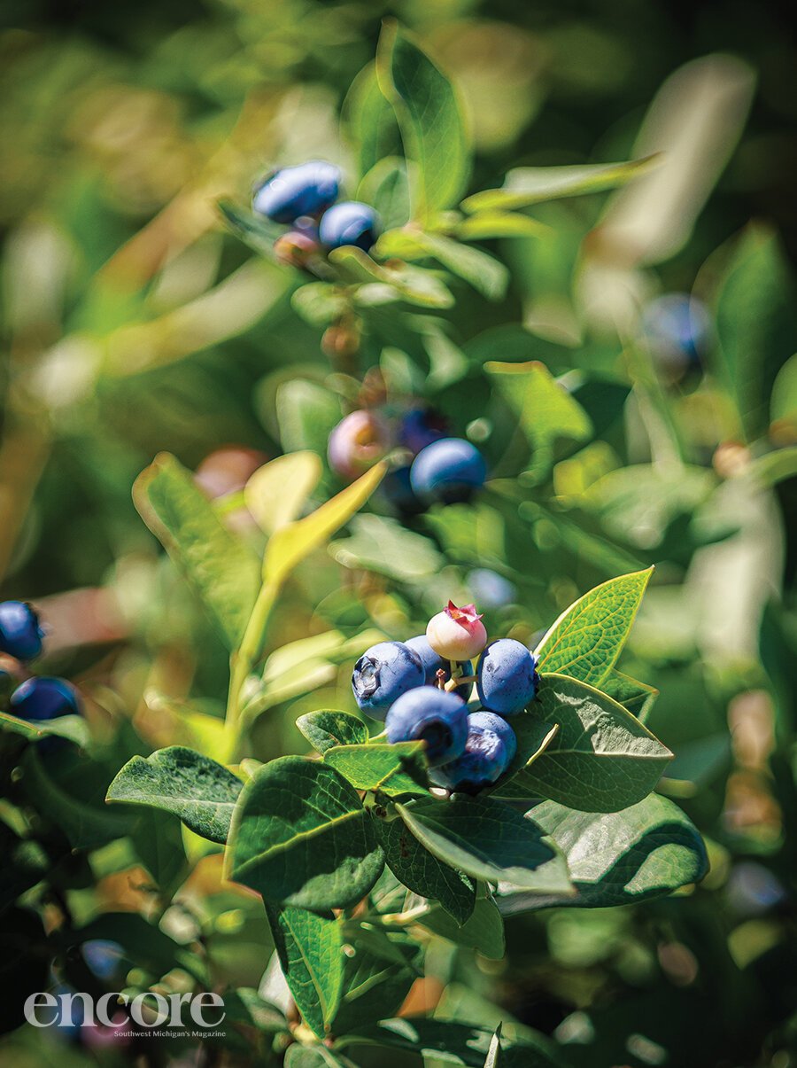 Organic blueberries growing at Mitchell’s Patch of Blue