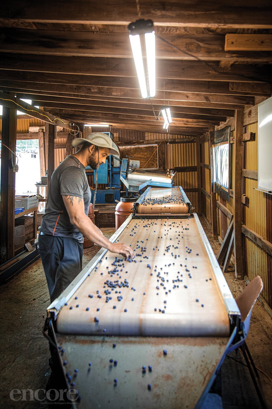 Kyle Mitchell sorting and cleaning berries.