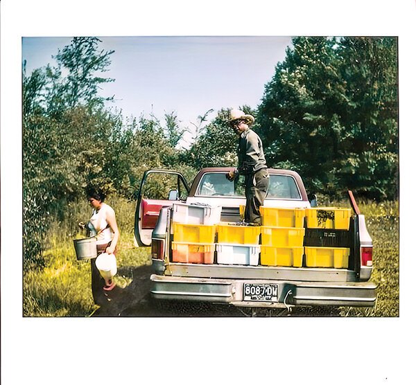 Grace and James Mitchell harvesting blueberries and loading them in their truck in 1978.