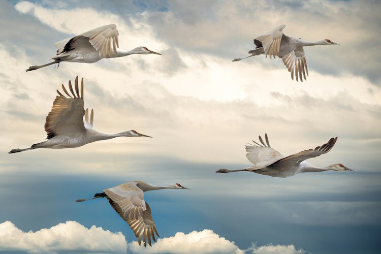 Migrating geese