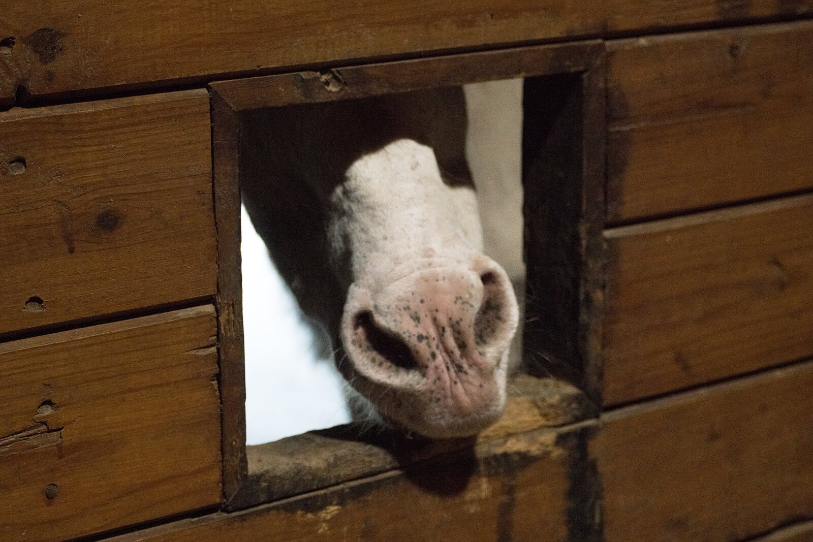 The Cheff Center in Augusta has a herd of about 15 horses, with a variety of horses in terms of size and temperament, to allow clients to find a horse that fits their needs.