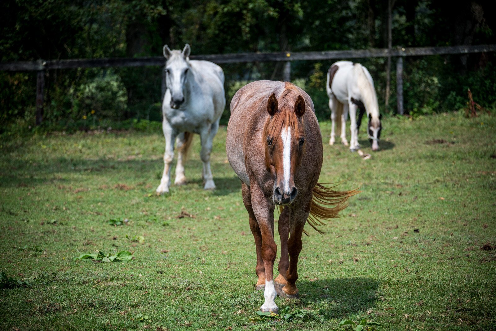 The Cheff Center in Augusta has a herd of about 15 horses, with a variety of horses in terms of size and temperament, to allow clients to find a horse that fits their needs.