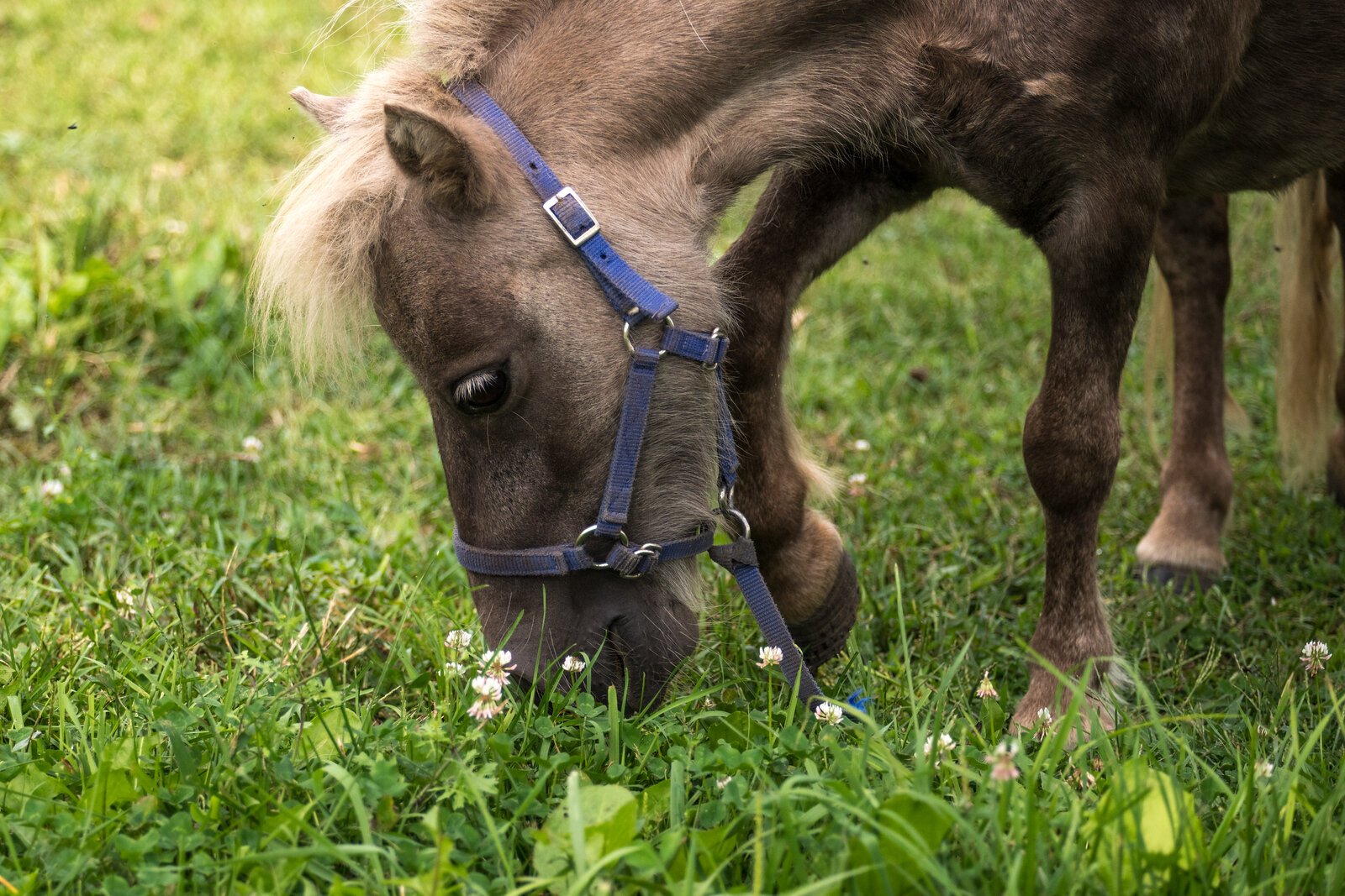 The Cheff Center in Augusta has a herd of about 15 horses, with a variety of horses in terms of size and temperament, to allow clients to find a horse that fits their needs.